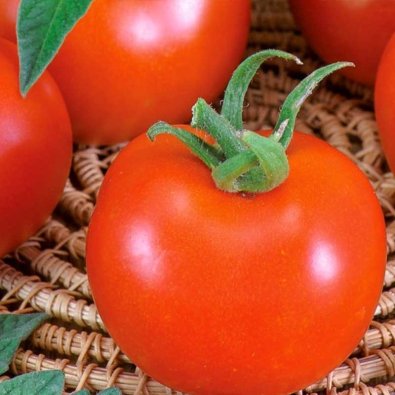 Tomat 'Betalux'