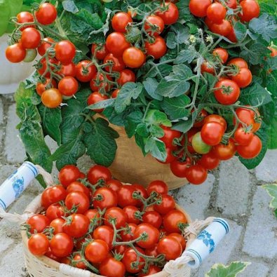 Busktomat 'Vilma'
