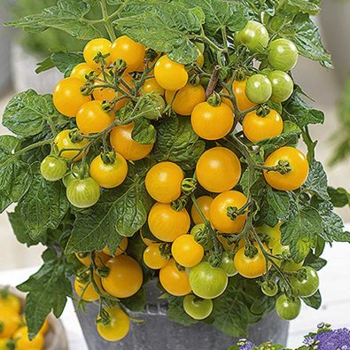 Tomat 'Balconi yellow' H