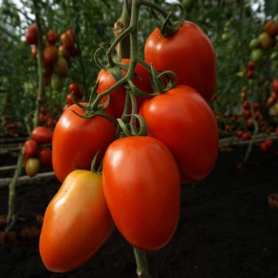 Tomat 'Granadero' H