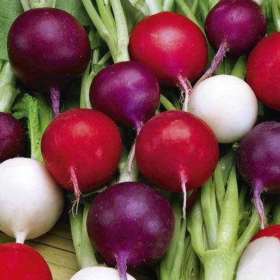 Radise 'Riesen Von Aspern Viola Sniežka'