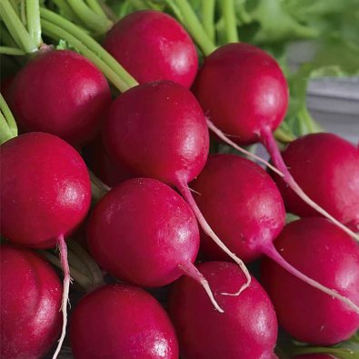 Radise 'Ria'