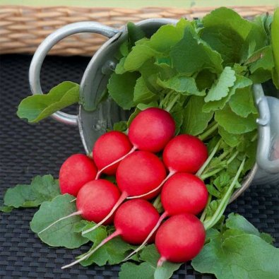Radise 'Scarlet champion'