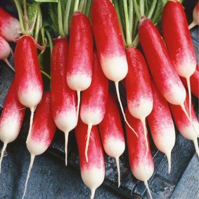 Radise 'Flamboyant 3'