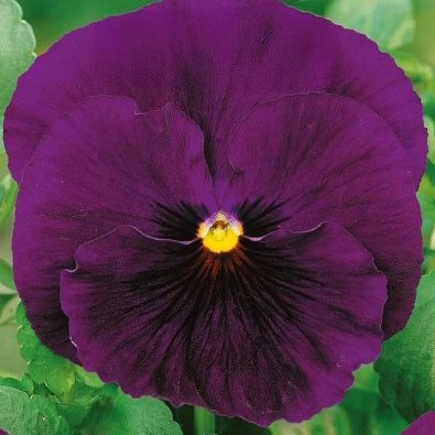 Stedmoderblomst 'Bergwacht'