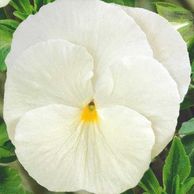 Stedmoderblomst 'Firnenschnee'