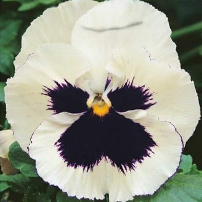 Stedmoderblomst 'Silverbrige'