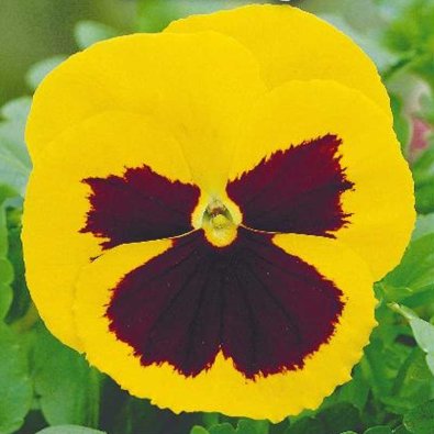 Stedmoderblomst 'Rhinegold'
