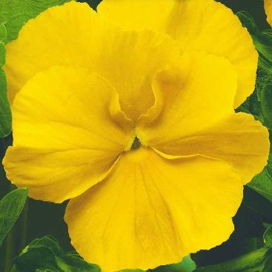 Stedmoderblomst 'Coronation gold'