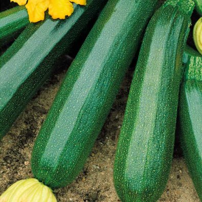 Squash 'Black beuty'