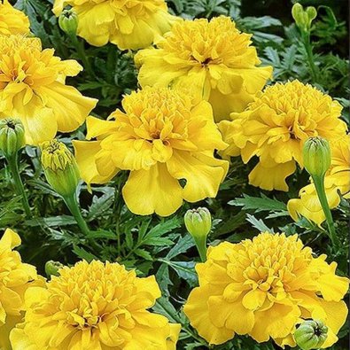 Fløjlsblomst 'Lemon Drop'