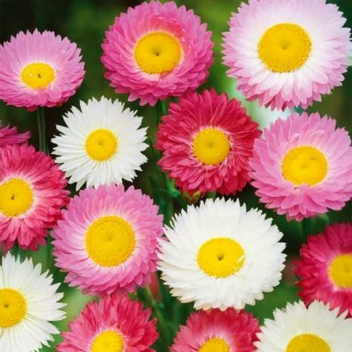Evighedsblomst