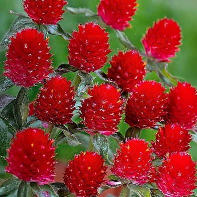 Rød amarant 'Strawberry Fields'