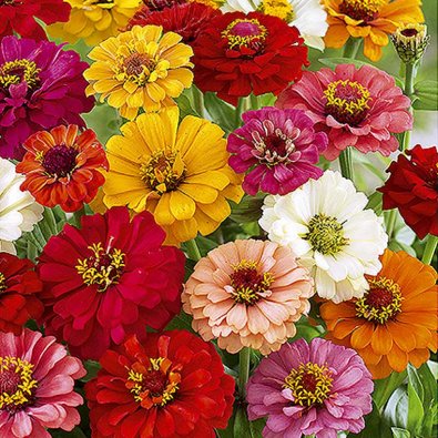 Zinnia