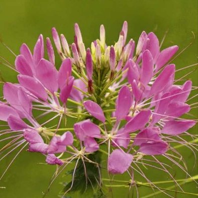 Paradisblomst 'Rose queen'