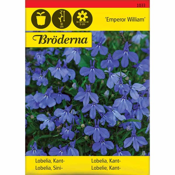 Zoom billede af Kantlobelia 'Emperor William'