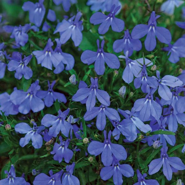 Zoom billede af Kantlobelia 'Emperor William'