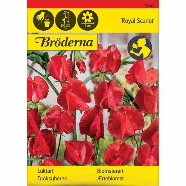 Zoom billede af Ærteblomst 'Royal Scarlet'