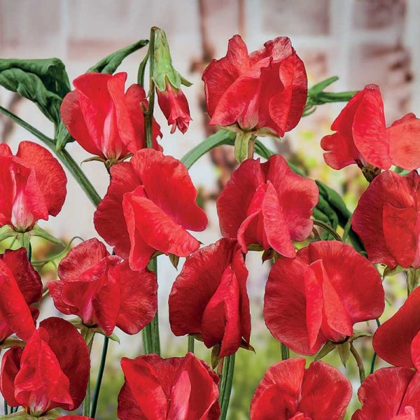 Zoom billede af Ærteblomst 'Royal Scarlet'