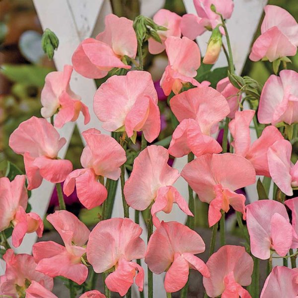 Zoom billede af Ærteblomst 'Royal Rose'