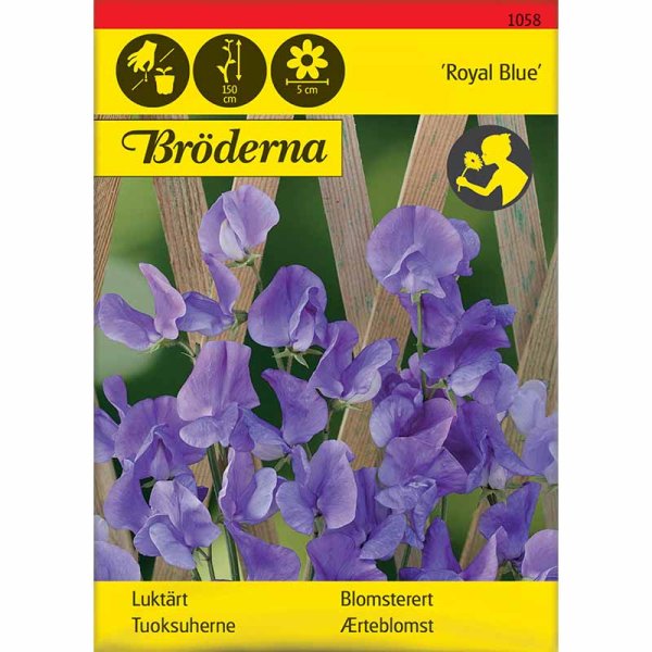 Zoom billede af Ærteblomst 'Royal Blue'