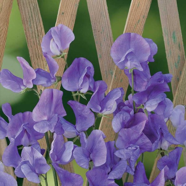 Zoom billede af Ærteblomst 'Royal Blue'