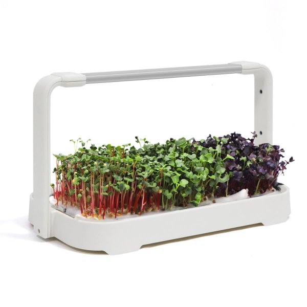 Zoom billede af Urban Root Grove White
