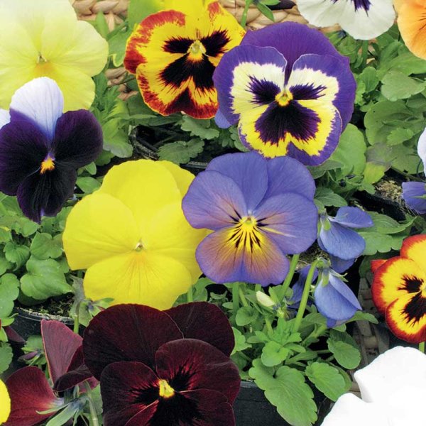 Zoom billede af Stedmoderblomst 'Florist Strain' mix