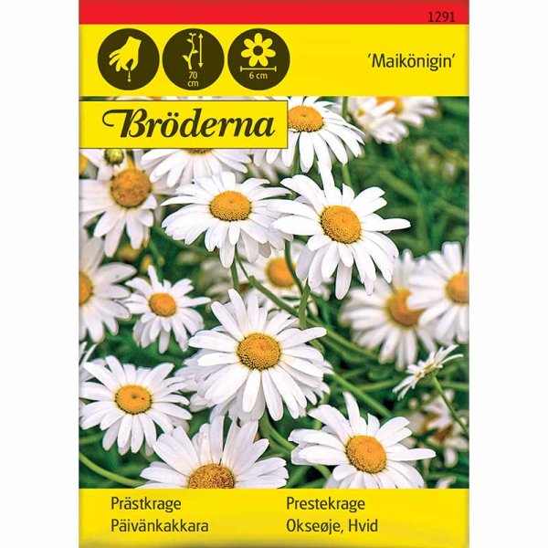 Zoom billede af Marguerit 'Maikönigin'