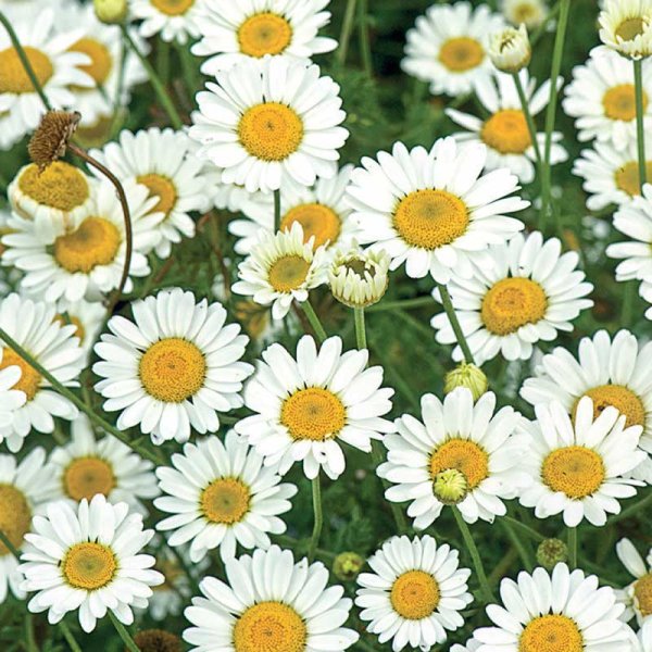 Zoom bilde av Dvergkrage