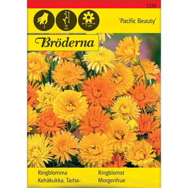 Zoom billede af Morgenfrue 'Pacific Beauty'