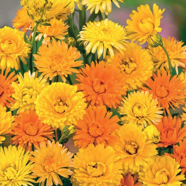 Zoom billede af Morgenfrue 'Pacific Beauty'