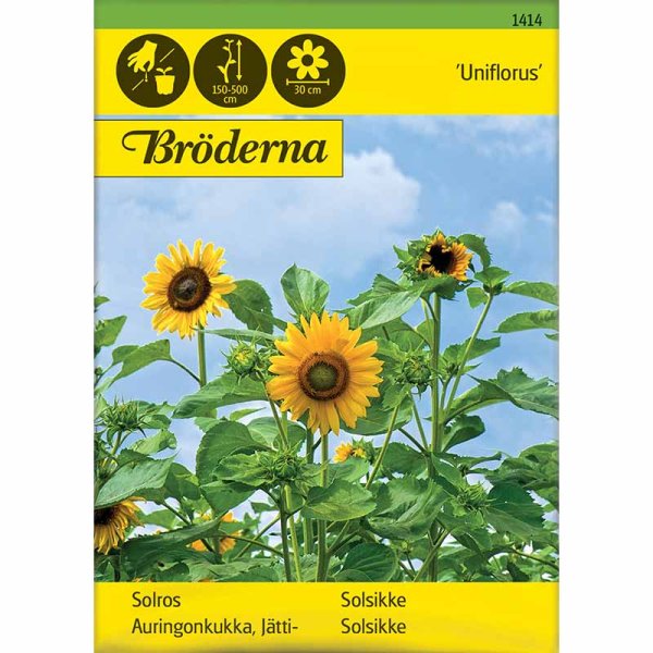 Zoom billede af Solsikke 'Uniflorus'