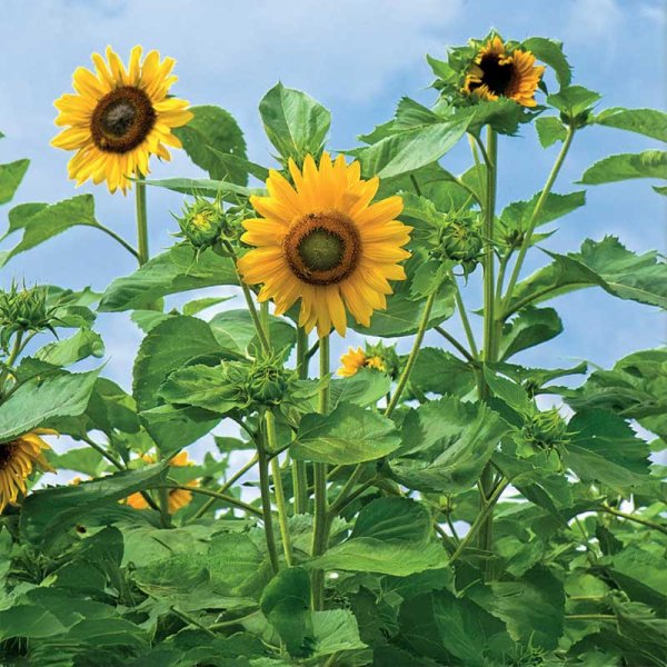 Zoom billede af Solsikke 'Uniflorus'