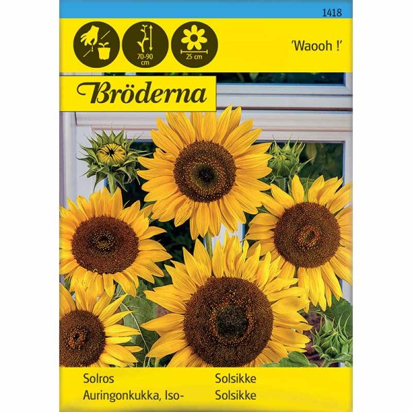 Zoom billede af Solsikke 'Waooh !'