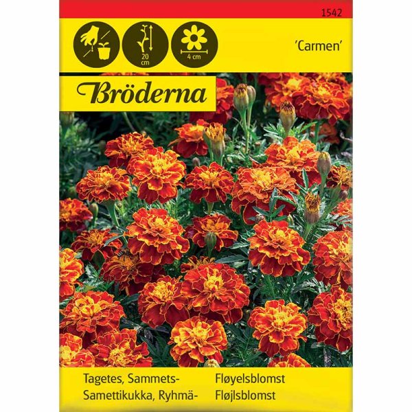 Zoom billede af Fløjlsblomst 'Carmen'