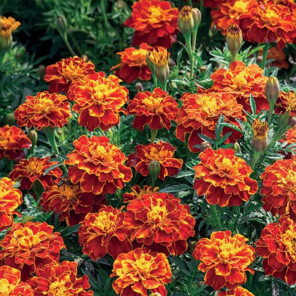 Zoom billede af Fløjlsblomst 'Carmen'