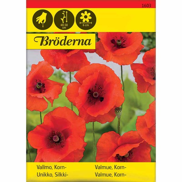Zoom billede af Kornvalmue