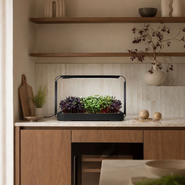 Zoom billede af Urban Root Grove Black