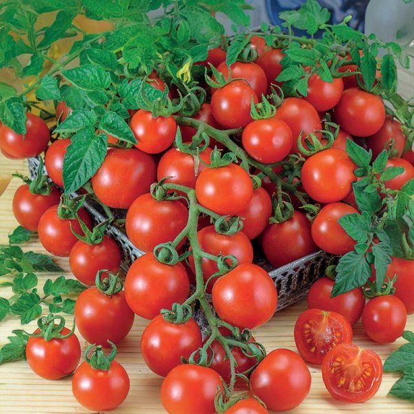 Zoom billede af Kirsebærtomat 'Gardener´s Delight'