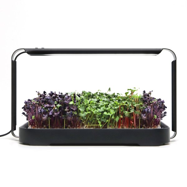 Zoom billede af Urban Root Grove Black