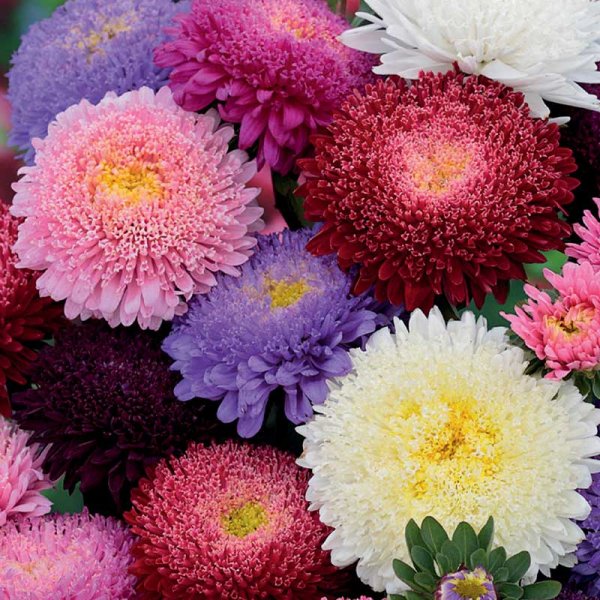 Zoom billede af Asters 'Princess' mix