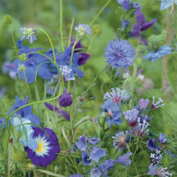 Zoom billede af Sommerblomstblanding 'Blue Shades'