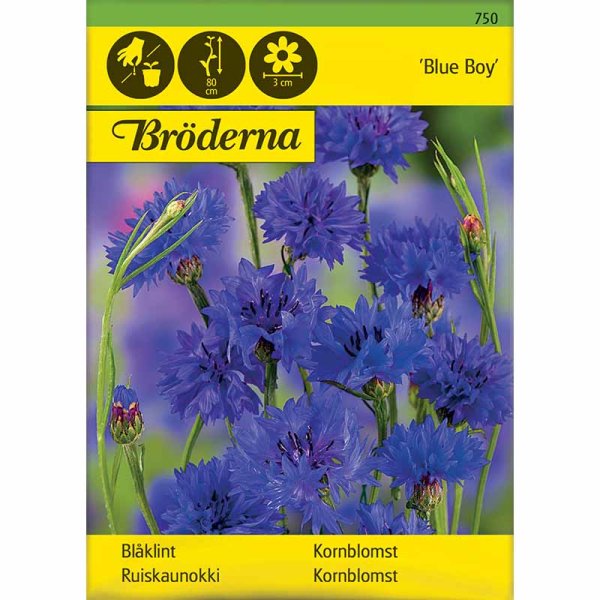 Zoom billede af Kornblomst 'Blue Boy'