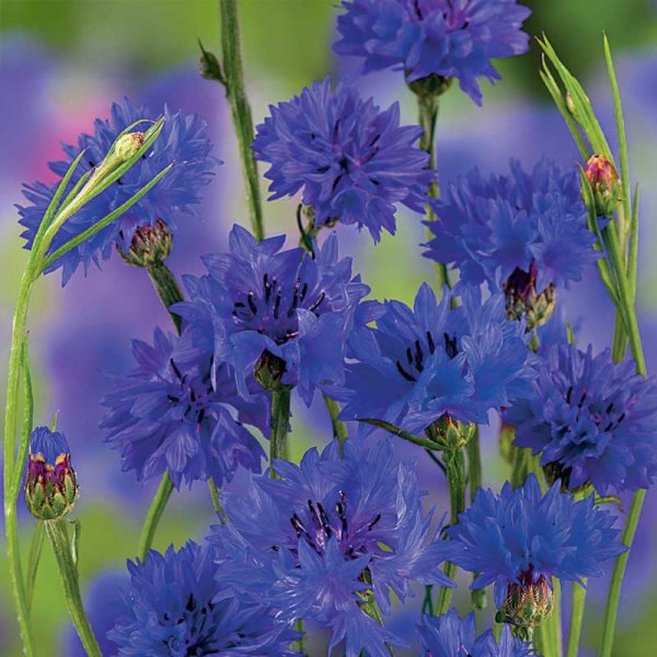 Zoom billede af Kornblomst 'Blue Boy'