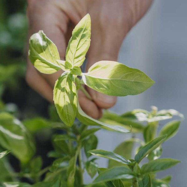 Zoom billede af Basilikum 'Loki' Organic