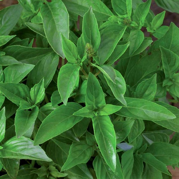 Zoom billede af Citronbasilikum 'Lemon scent'
