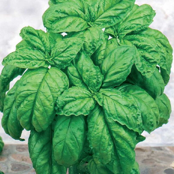 Zoom billede af Salatbladbasilikum 'Large leaved'