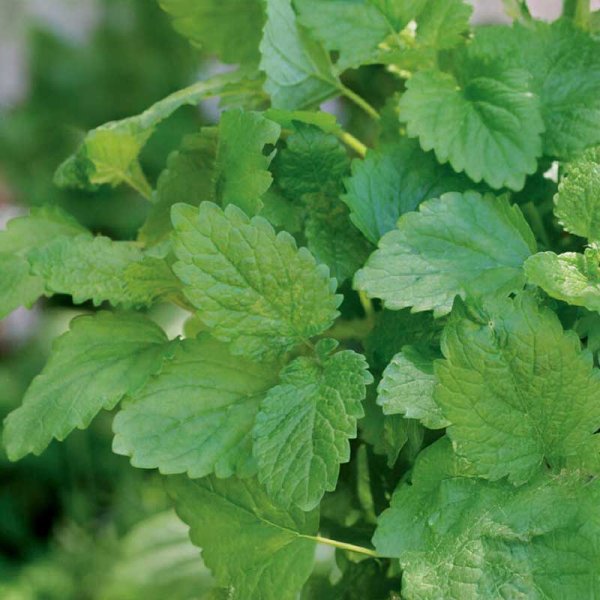 Zoom billede af Citronmelisse 'Lemona'
