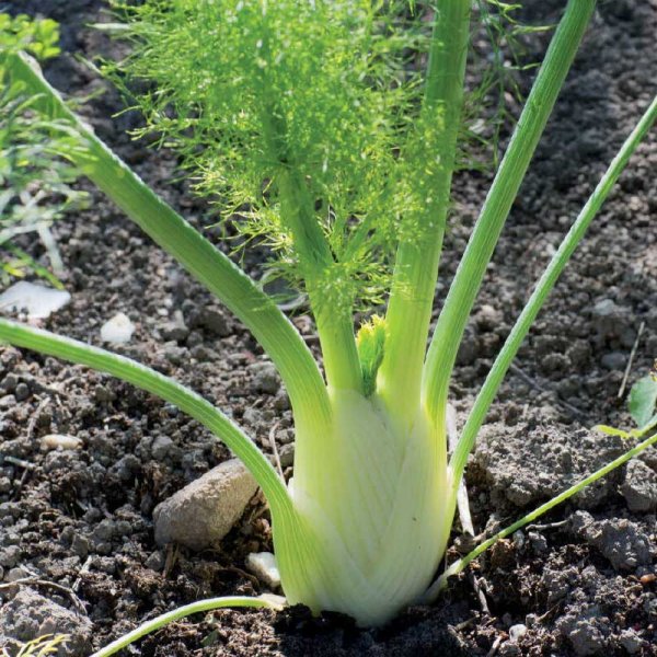 Zoom bilde av Fennikel 'Finale' Organic